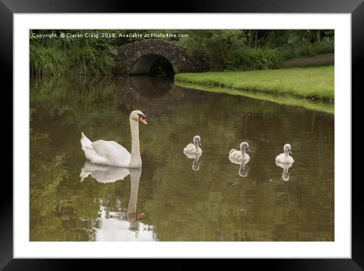 Mother and babies  Framed Mounted Print by Ciaran Craig