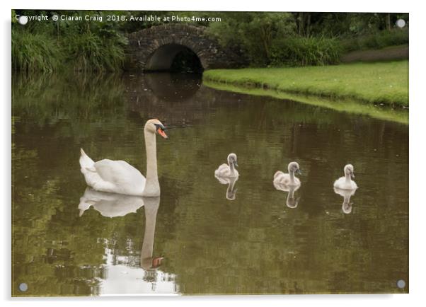 Mother and babies  Acrylic by Ciaran Craig