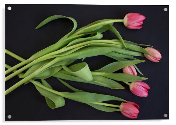 Pink tulips on black background Acrylic by Larisa Siverina