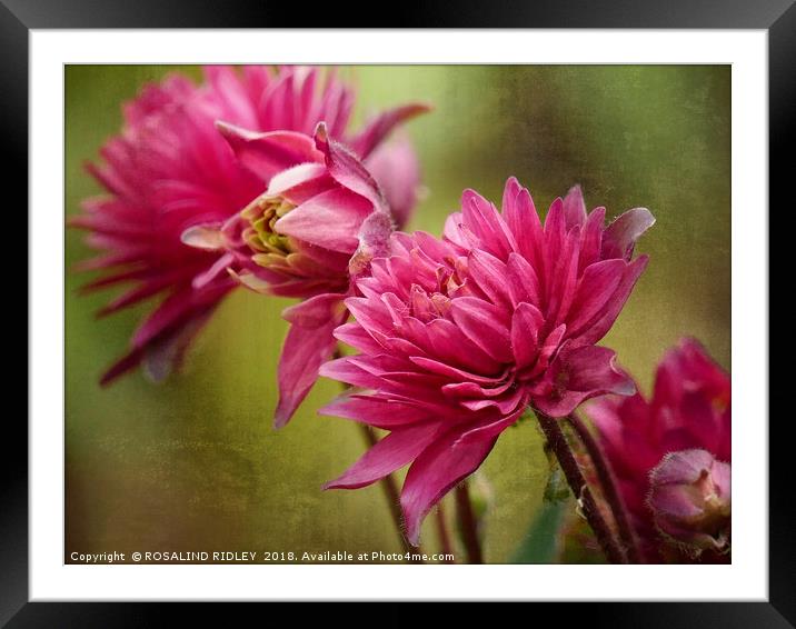 "Miniature Astrantia" Framed Mounted Print by ROS RIDLEY
