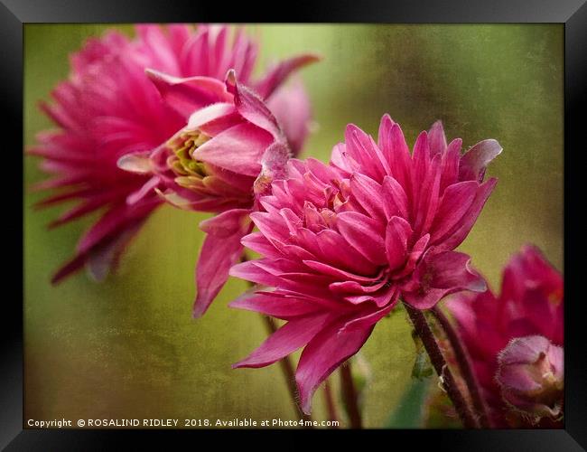 "Miniature Astrantia" Framed Print by ROS RIDLEY