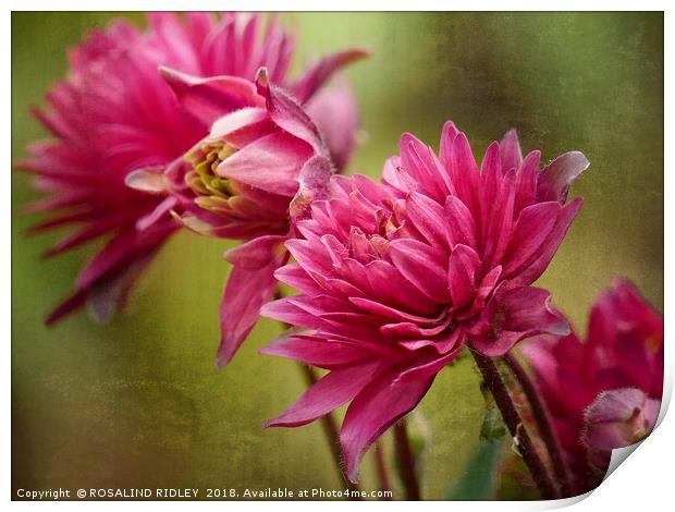 "Miniature Astrantia" Print by ROS RIDLEY