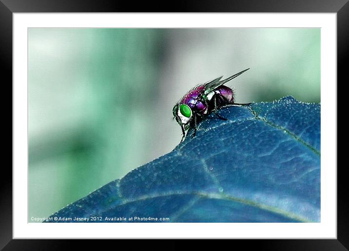 Psycadelic Fly - Blue Framed Mounted Print by Adam Jesney