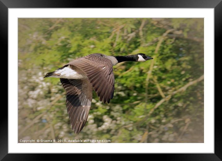 Goose in Flight Framed Mounted Print by Graeme B