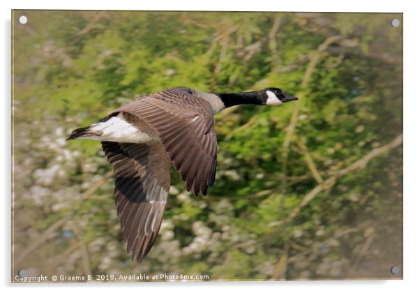 Goose in Flight Acrylic by Graeme B
