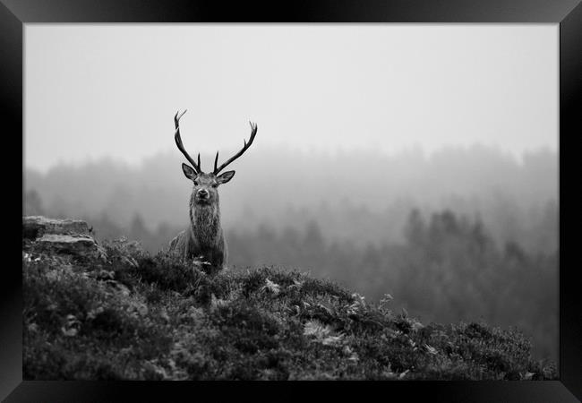 Above the Mist  Framed Print by Macrae Images