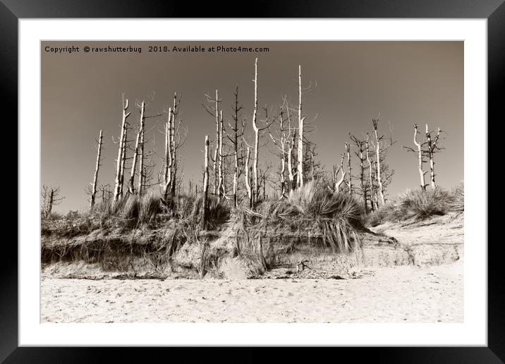 Dead Trees On The Beach Framed Mounted Print by rawshutterbug 