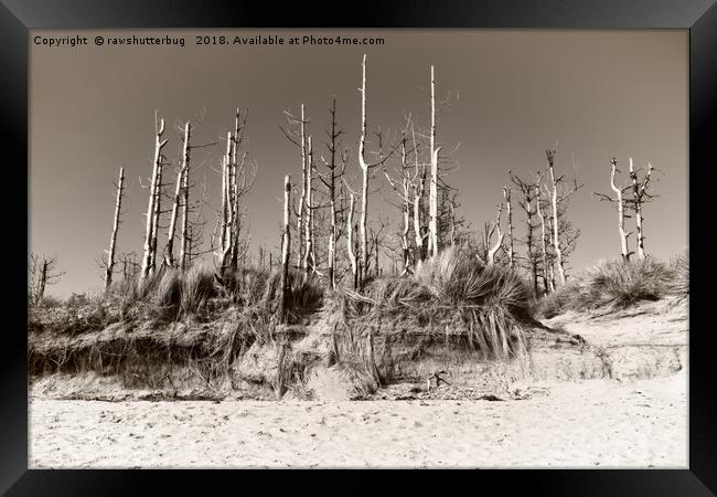 Dead Trees On The Beach Framed Print by rawshutterbug 