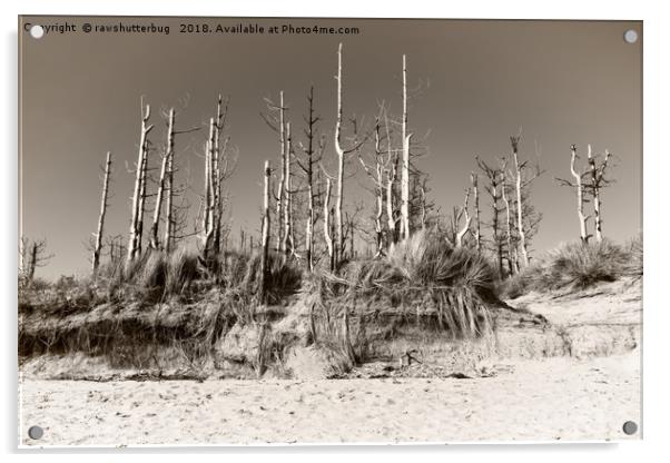 Dead Trees On The Beach Acrylic by rawshutterbug 