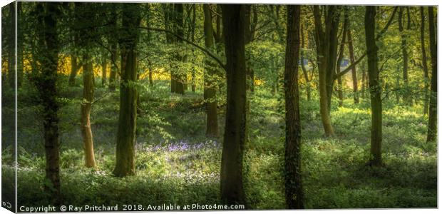 Sunlit Bluebells Canvas Print by Ray Pritchard