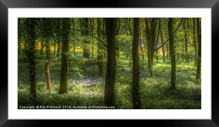 Sunlit Bluebells Framed Mounted Print by Ray Pritchard