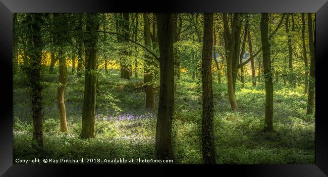 Sunlit Bluebells Framed Print by Ray Pritchard