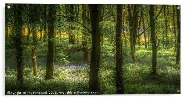 Sunlit Bluebells Acrylic by Ray Pritchard