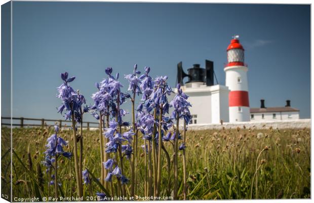 Bluebells at Souter Lighthouse  Canvas Print by Ray Pritchard