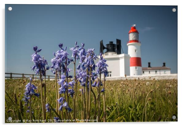 Bluebells at Souter Lighthouse  Acrylic by Ray Pritchard