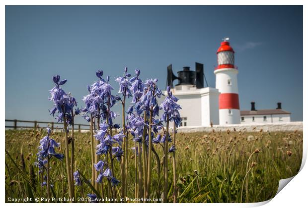 Bluebells at Souter Lighthouse  Print by Ray Pritchard