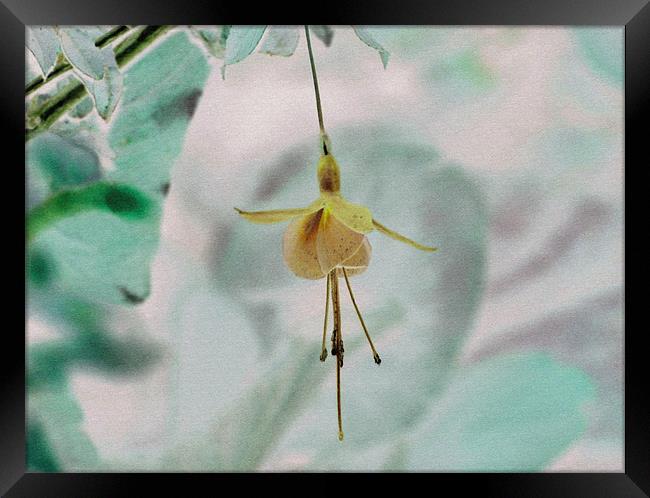 Fuchsia Textured. Framed Print by paulette hurley