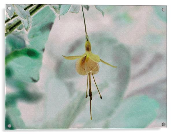 Fuchsia Textured. Acrylic by paulette hurley