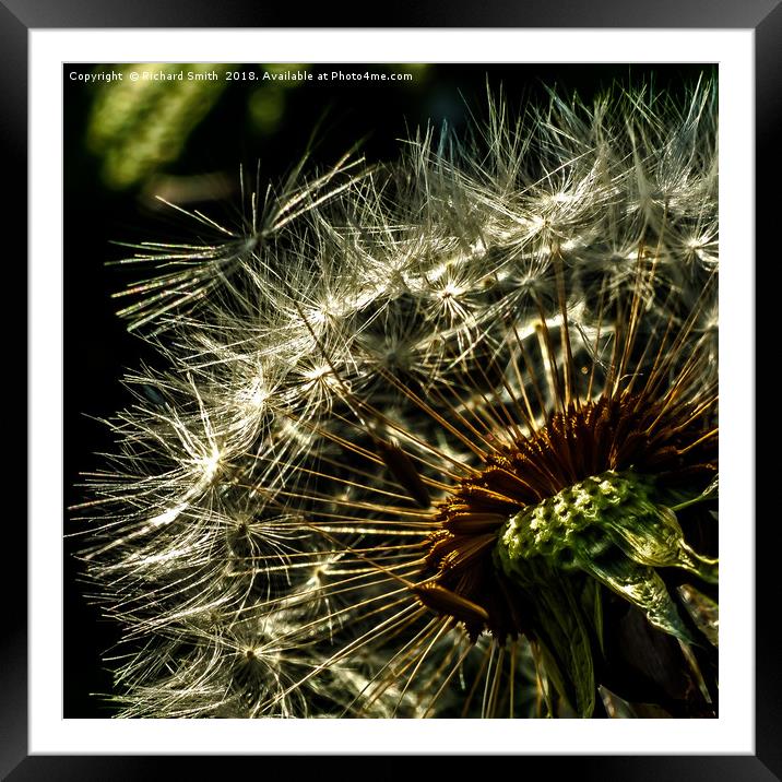 Natural wind blown seed dispersal unit Framed Mounted Print by Richard Smith