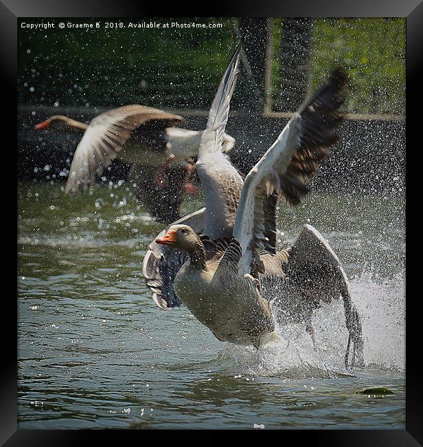 Goose Scramble Framed Print by Graeme B