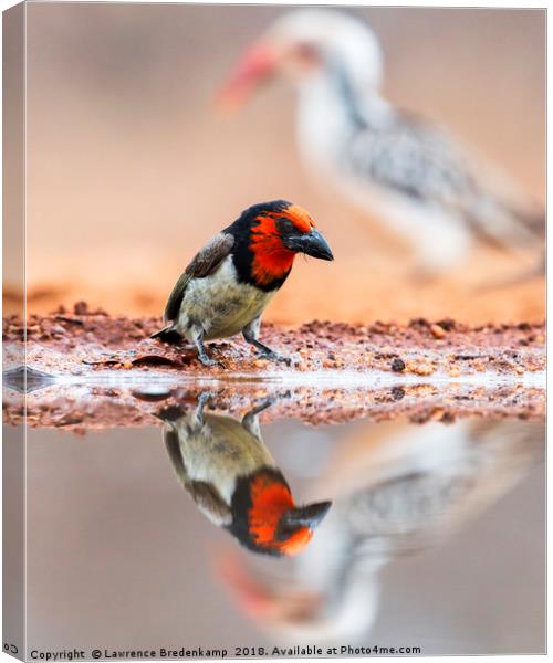 Black Collared Barbet with reflection and ever pre Canvas Print by Lawrence Bredenkamp