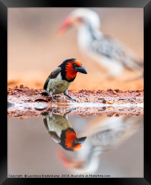 Black Collared Barbet with reflection and ever pre Framed Print by Lawrence Bredenkamp