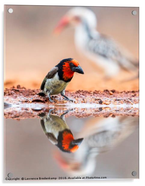 Black Collared Barbet with reflection and ever pre Acrylic by Lawrence Bredenkamp