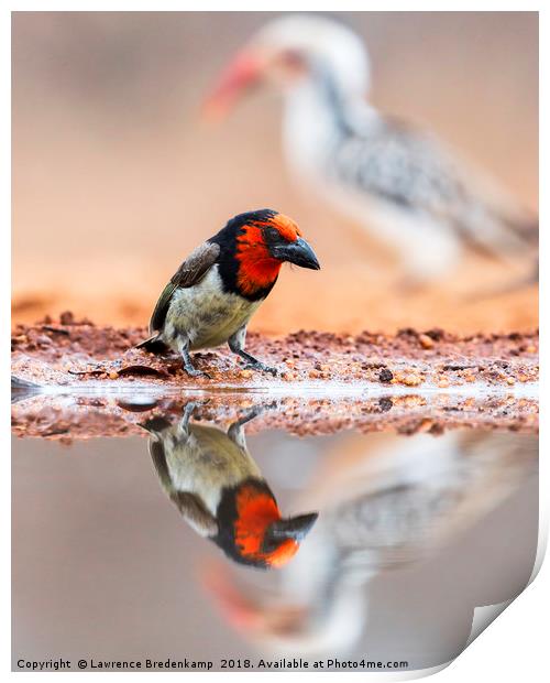 Black Collared Barbet with reflection and ever pre Print by Lawrence Bredenkamp