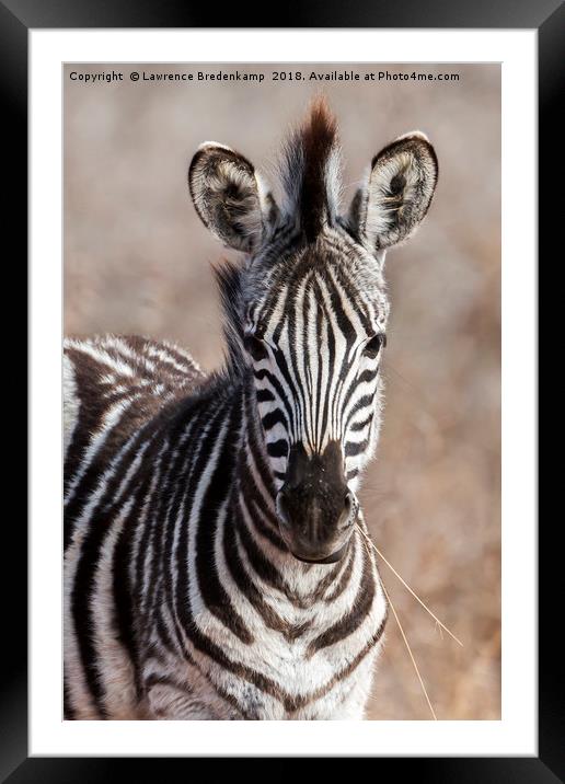 Zebra Foal Framed Mounted Print by Lawrence Bredenkamp