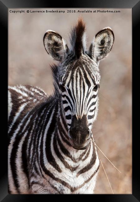 Zebra Foal Framed Print by Lawrence Bredenkamp