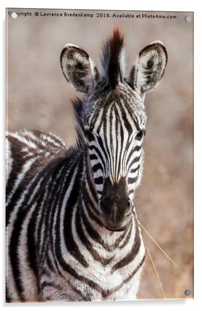 Zebra Foal Acrylic by Lawrence Bredenkamp