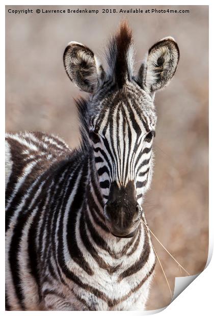 Zebra Foal Print by Lawrence Bredenkamp