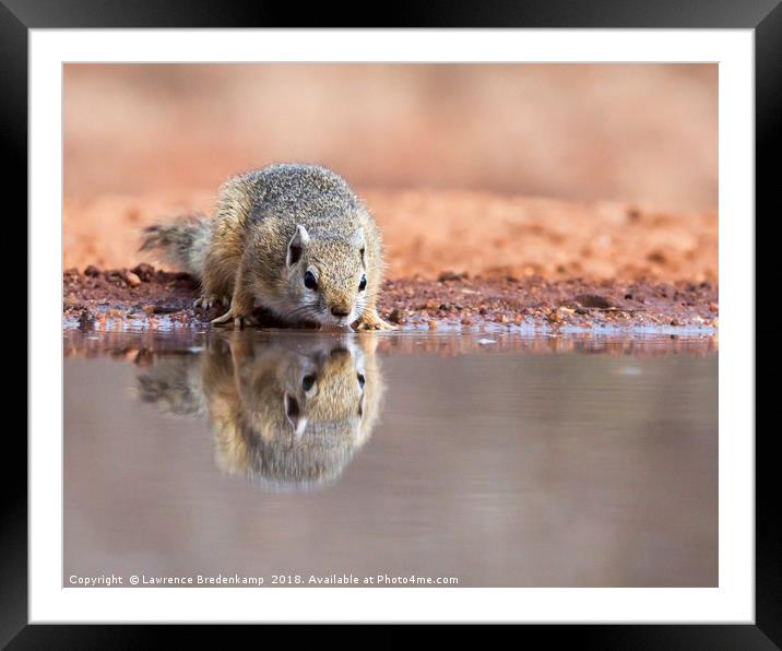 Alert squirrel drinking Framed Mounted Print by Lawrence Bredenkamp