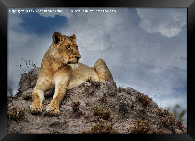 Lioness on Anthill Framed Print by Lawrence Bredenkamp