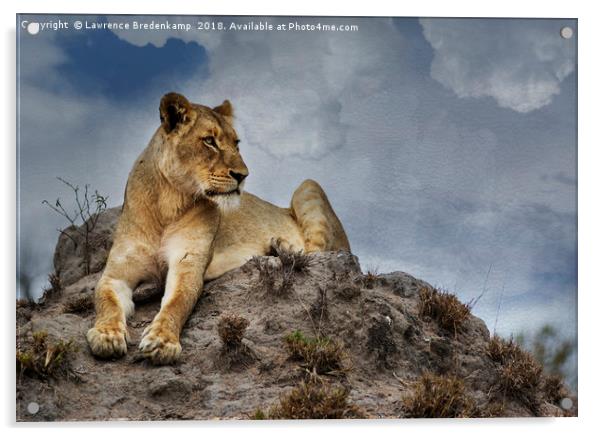 Lioness on Anthill Acrylic by Lawrence Bredenkamp