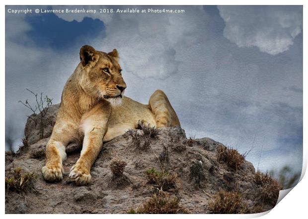 Lioness on Anthill Print by Lawrence Bredenkamp