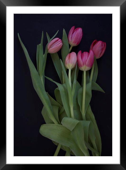 Tulip bouquet Framed Mounted Print by Larisa Siverina