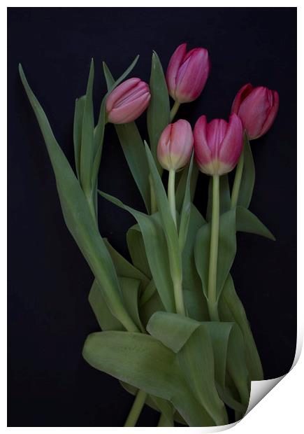 Tulip bouquet Print by Larisa Siverina