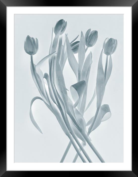Transparent tulips Framed Mounted Print by Larisa Siverina