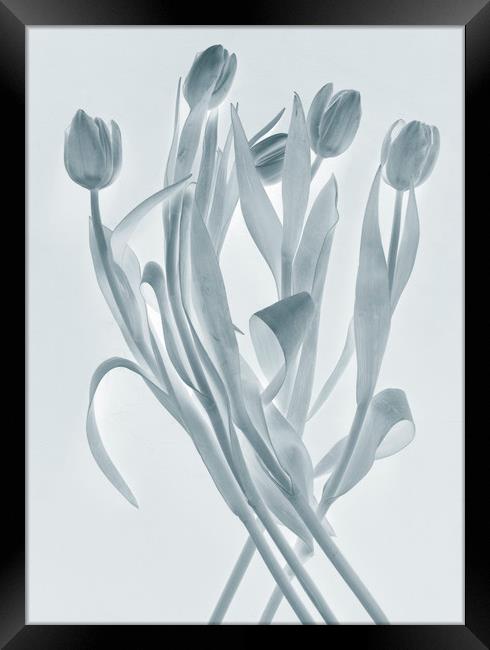Transparent tulips Framed Print by Larisa Siverina