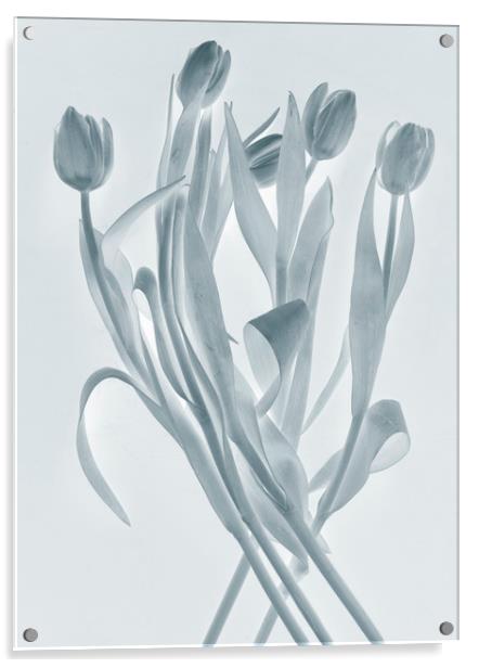 Transparent tulips Acrylic by Larisa Siverina