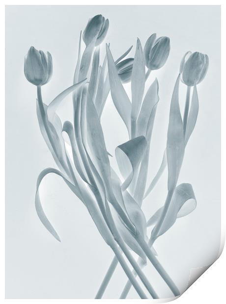 Transparent tulips Print by Larisa Siverina