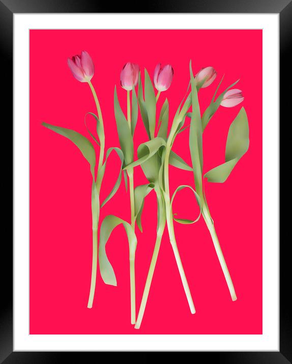 Tulips on pink background Framed Mounted Print by Larisa Siverina