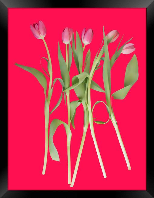 Tulips on pink background Framed Print by Larisa Siverina