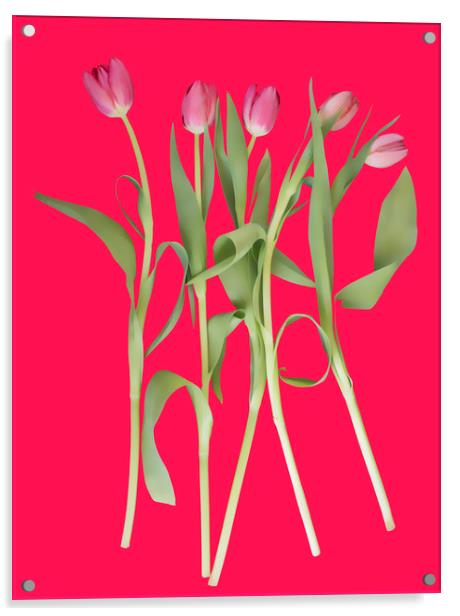 Tulips on pink background Acrylic by Larisa Siverina