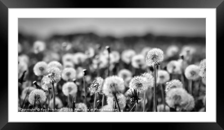 Dandelions  Framed Mounted Print by Ray Pritchard