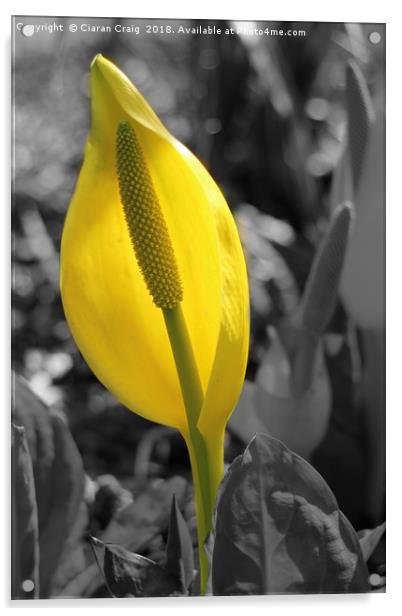 Yellow flower  Acrylic by Ciaran Craig