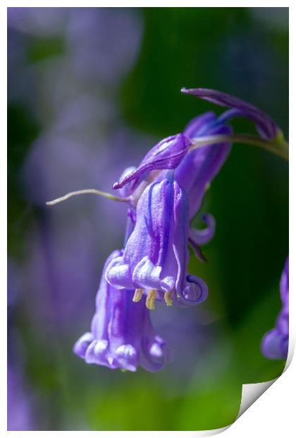 Isolated Bluebell Print by Images of Devon