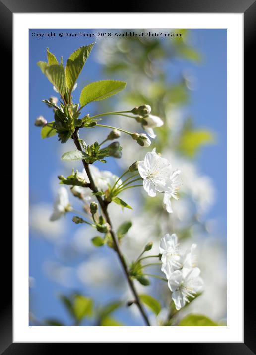 Cherry Tree Framed Mounted Print by Dawn Tonge