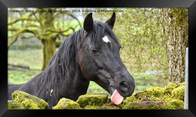 Horse Portrait Framed Print by Derrick Fox Lomax